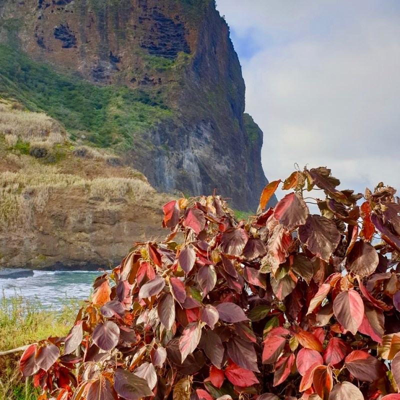 Trippin: Madeira Package Holiday