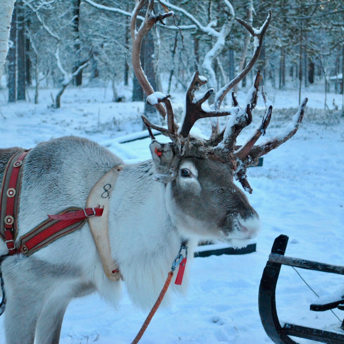 Photo Collage: Finnish Lapland