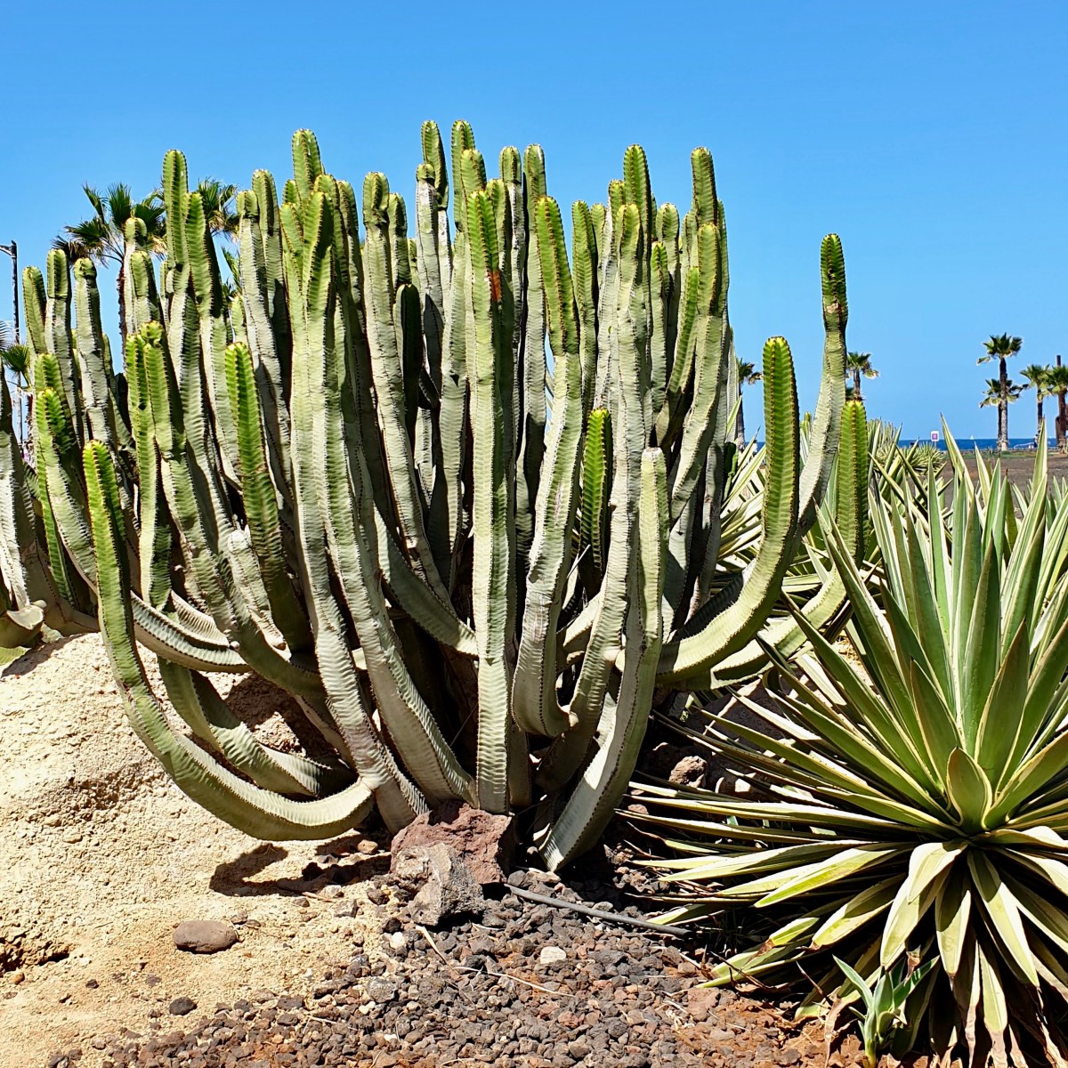 Trippin: 4 days in Southern Tenerife
