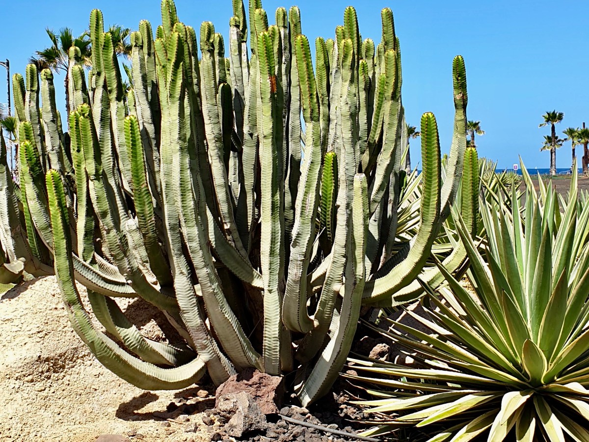 Trippin: 4 days in Southern Tenerife