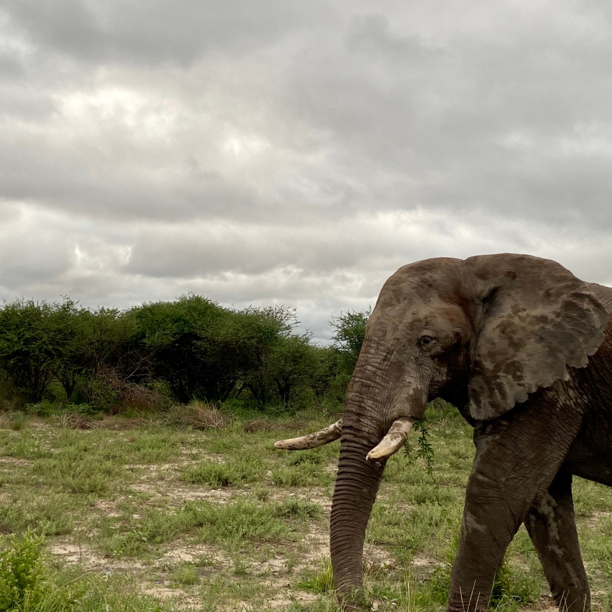 Trippin: Crossing Borders in Africa