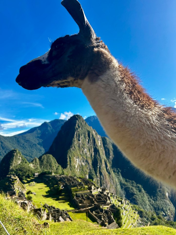 Lama in Machu Picchu